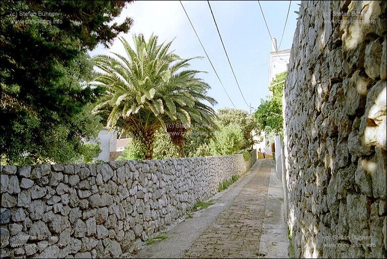 Palmen in den G�rten von Veli Losinj